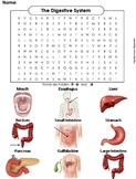 Digestive System Activity Word Search (Human Body Systems 