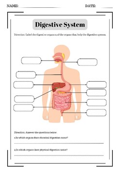 Preview of Digestive System-Worksheet for Class Activity or Homework