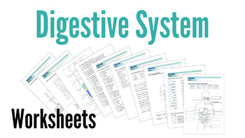 Preview of Digestive System Worksheets