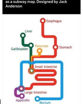 Preview of Digestive System as a Subway System