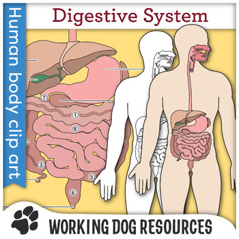 Preview of Digestive System clip art