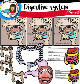 Digestive System clip art by Artifex | Teachers Pay Teachers