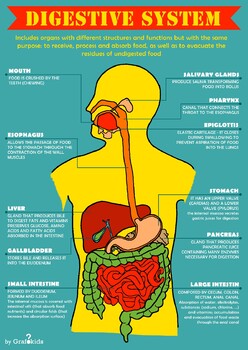 Digestive System [digital and printable infographic] by Grafokids