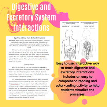 Preview of Digestive and Excretory System Interactions