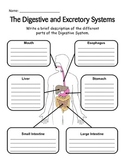 Digestive and Excretory System - Journal