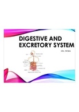 Digestive and Excretory System Lesson, Activity, Worksheet