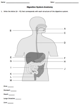 Digestive and Respiratory Systems Diagrams by Help Teaching | TpT