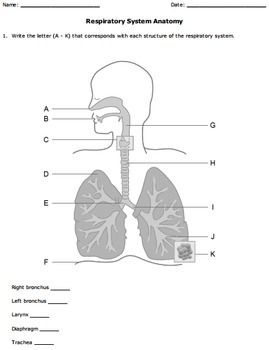 Digestive and Respiratory Systems Diagrams by Help Teaching | TpT