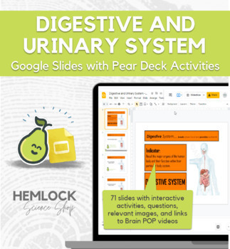 Preview of Digestive and Urinary / Excretory System - Slides & Pear Deck Presentation