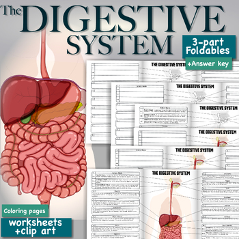 Preview of The Digestive System 3 Part Foldables