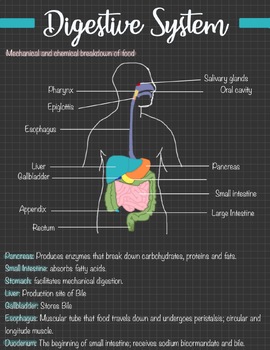 Preview of Digestive system