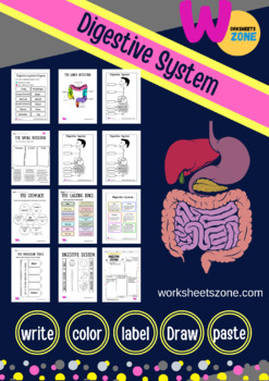 Preview of Digestive system  and digestion interactive worksheet and printable 200 page