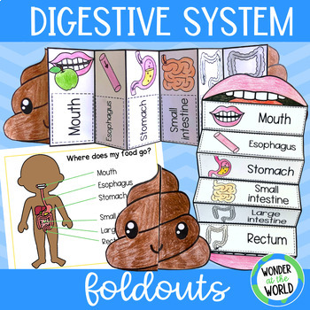 Preview of Digestive system foldable sequencing activity bundle human body systems