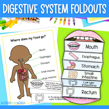 Preview of Digestive system foldable sequencing activity for interactive science notebooks