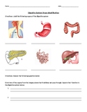 Digestive system organ identification