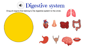 Preview of Digestive system organs 35 activities grade 1-3 with sound for bigginers