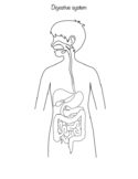 Digestive system worksheet