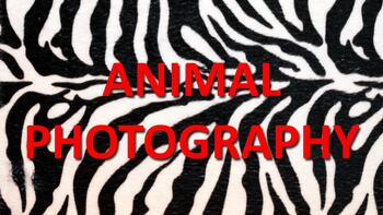 Preview of Digital Art: 7 - Animal Photography
