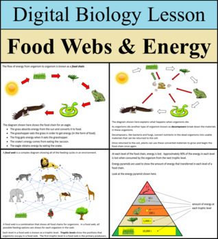 Preview of Digital Biology Lesson - Food Webs & Energy Pyramids - Distance Learning Ready