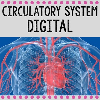 Preview of Digital Circulatory System / Human Body