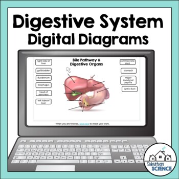 Digital Human Anatomy & Physiology Diagrams- Digestive System ...