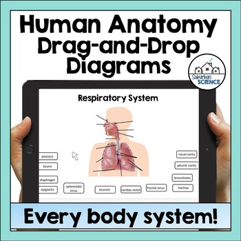 Preview of Digital Human Anatomy and Physiology Diagrams Bundle- 36 Drag & Drop Diagrams