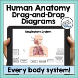 Digital Human Anatomy and Physiology Diagrams Bundle- 36 D