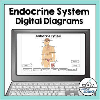 endocrine system diagram for kids unlabeled