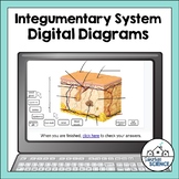 Digital Human Anatomy and Physiology Diagrams- Integumenta