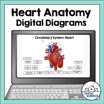 Preview of Digital Human Anatomy and Physiology Diagrams- Internal & External Heart Anatomy