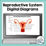 Digital Human Anatomy and Physiology Diagrams- Male & Fema