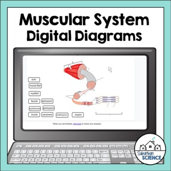 Preview of Digital Human Anatomy and Physiology Diagrams - Muscular System - Muscles