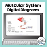 Digital Human Anatomy and Physiology Diagrams - Muscular S