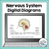 Digital Human Anatomy and Physiology Diagrams- Nervous Sys