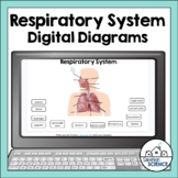 Digital Human Anatomy and Physiology Diagrams- Respiratory