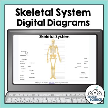 Preview of Digital Human Anatomy and Physiology Diagrams- Skeletal System- Skeleton- Bones