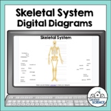 Digital Human Anatomy and Physiology Diagrams- Skeletal Sy