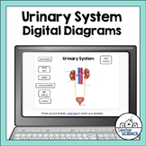 Digital Human Anatomy and Physiology Diagrams- Urinary or 