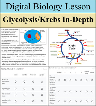 Preview of Digital Learning Activity - Glycolysis & Krebs In-Depth - Distance Learning