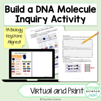 Preview of DNA Nucleotide Structure No Prep Activity Digital PPT Slides PDF Print Worksheet