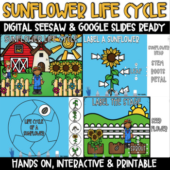 Preview of Digital: Life Cycle of a Sunflower Plant - Seesaw - Google Slides