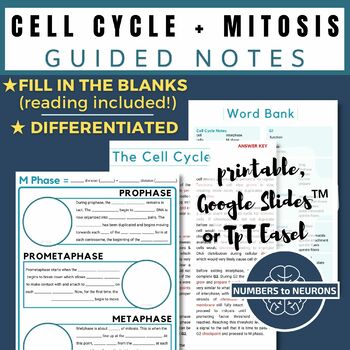 Preview of Mitosis Reading & Guided Notes about the Cell Cycle with Worksheet Included