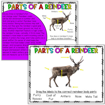 Digital Reindeer Research Activities | Reindeer Reading Passages