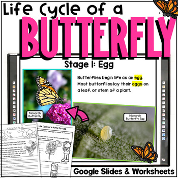 Preview of Butterfly Life Cycle Lessons | Worksheets & Google Slides | Digital Resource