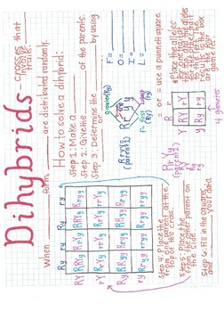 Preview of Dihybrid Anchor Chart