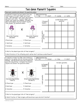 Dihybrid Crosses Biology Homework Worksheet by Science With Mrs Lau