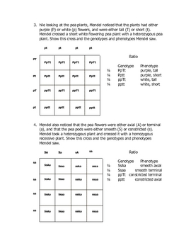 Dihybrid Punnett Square Quiz by Goby's Lessons | TpT