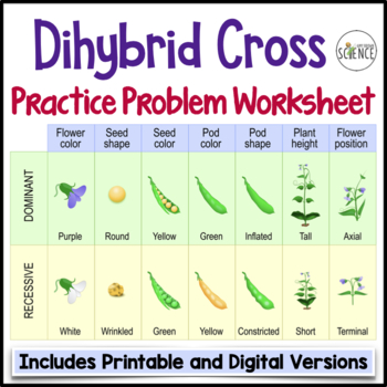 Preview of Dihybrid Crosses Punnett Squares Practice Worksheets