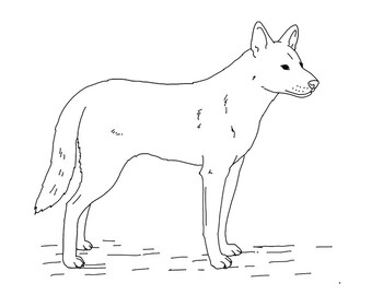 Dingo Coloring Page by Mama Draw It | Teachers Pay Teachers