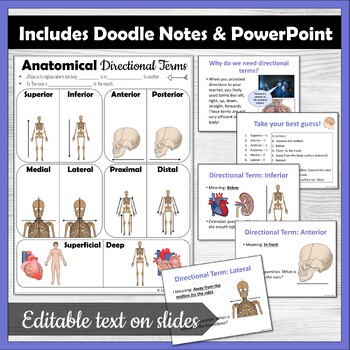 anatomical directional terms